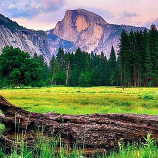 Найдите яйца ящерицы