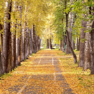 100 бабочек осеннего сада