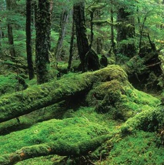 Помогите обезьянке найти любовь