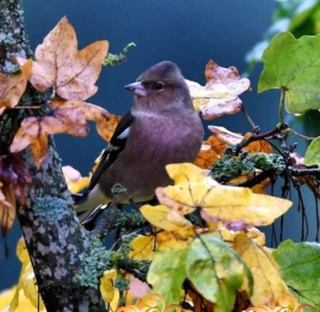 Волшебная осень