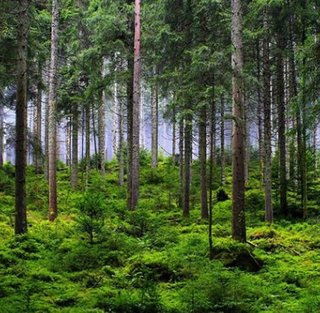 Побег из леса с ежевикой