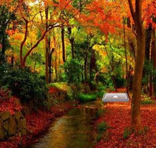 Побег танцующих индеек